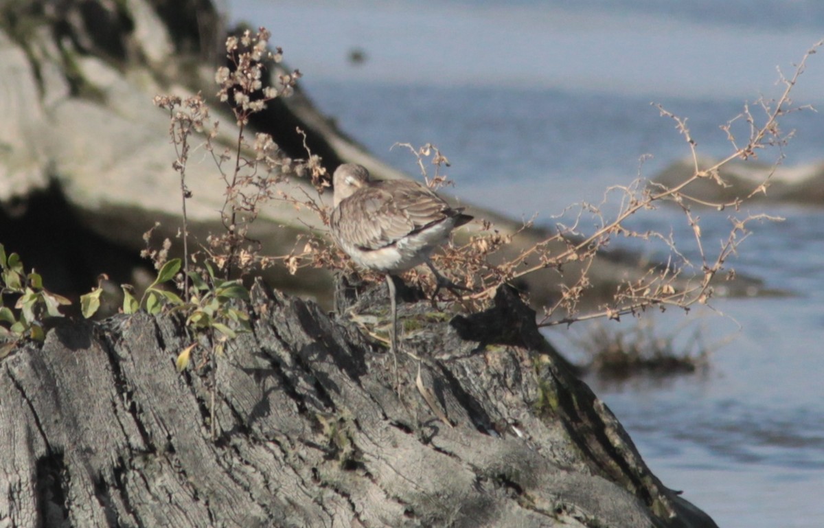Hudsonian Godwit - ML630581575