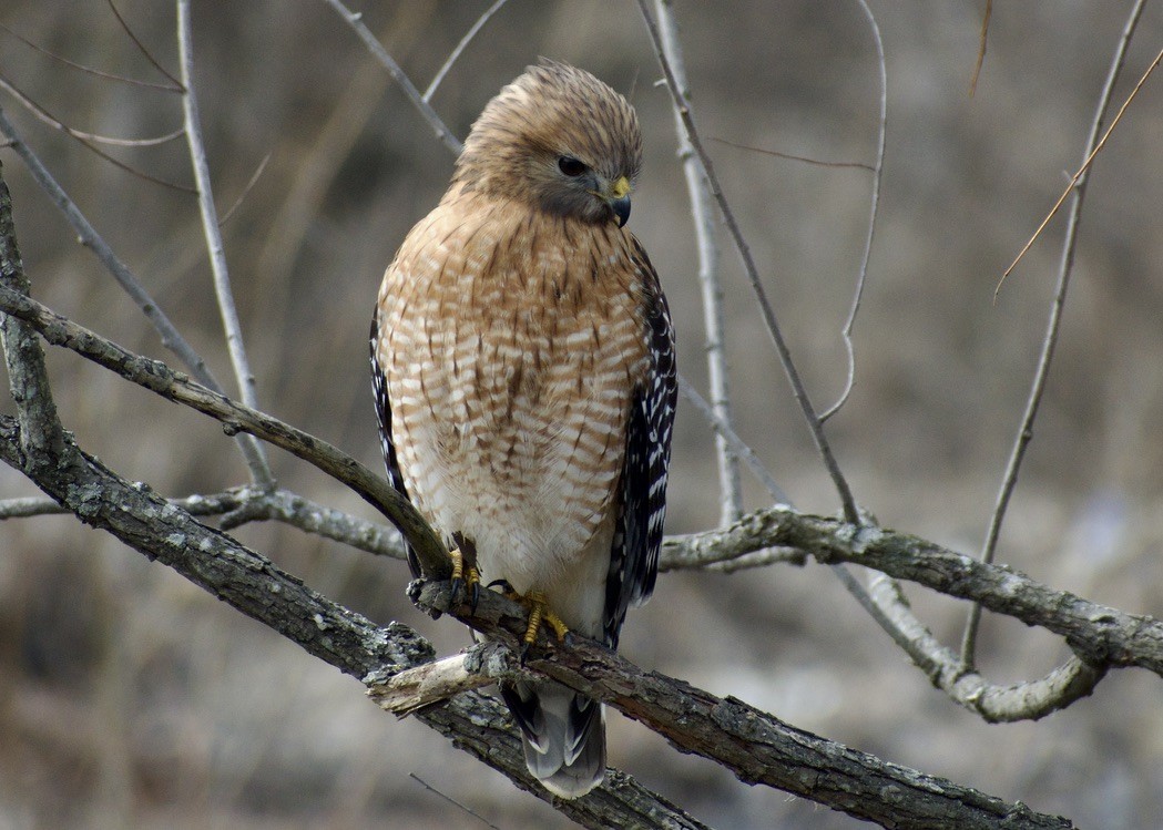 Red-shouldered Hawk - ML630581641