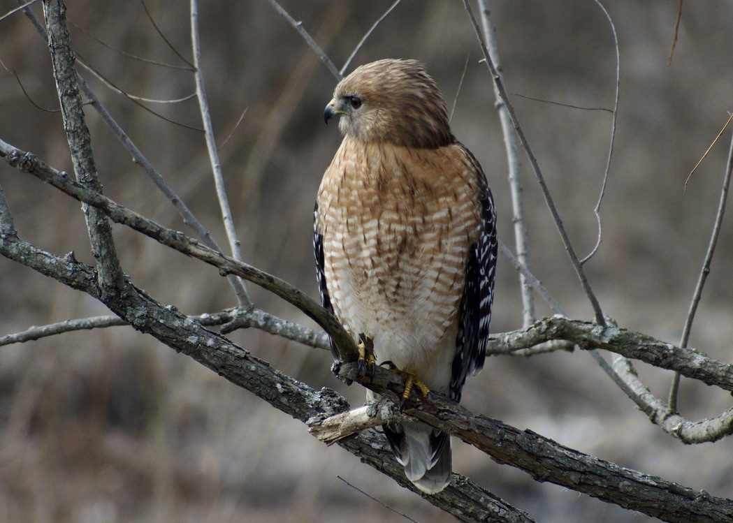 Red-shouldered Hawk - ML630581650