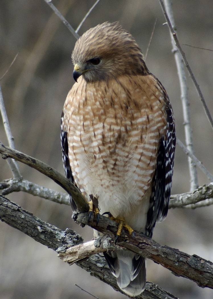 Red-shouldered Hawk - ML630581651
