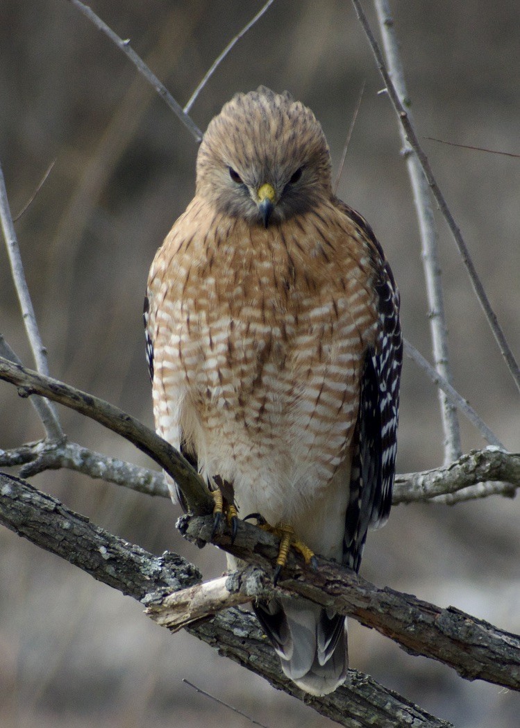 Red-shouldered Hawk - ML630581652