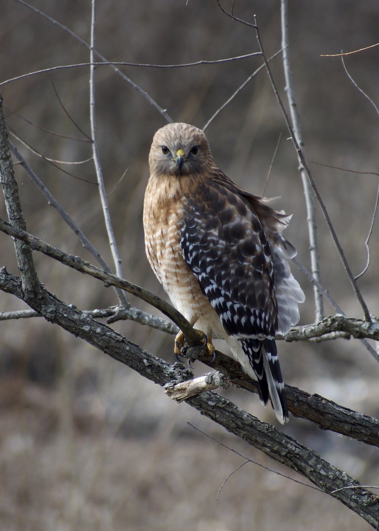 Red-shouldered Hawk - ML630581655