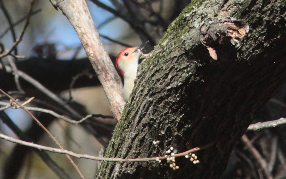 Red-bellied Woodpecker - ML630581827