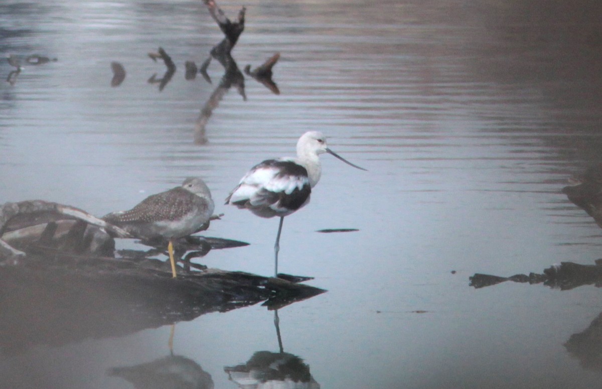 American Avocet - ML630581944