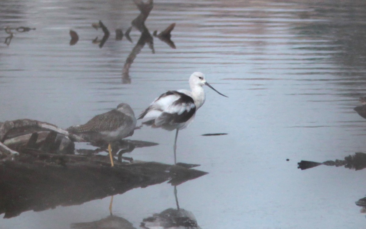 American Avocet - ML630581945