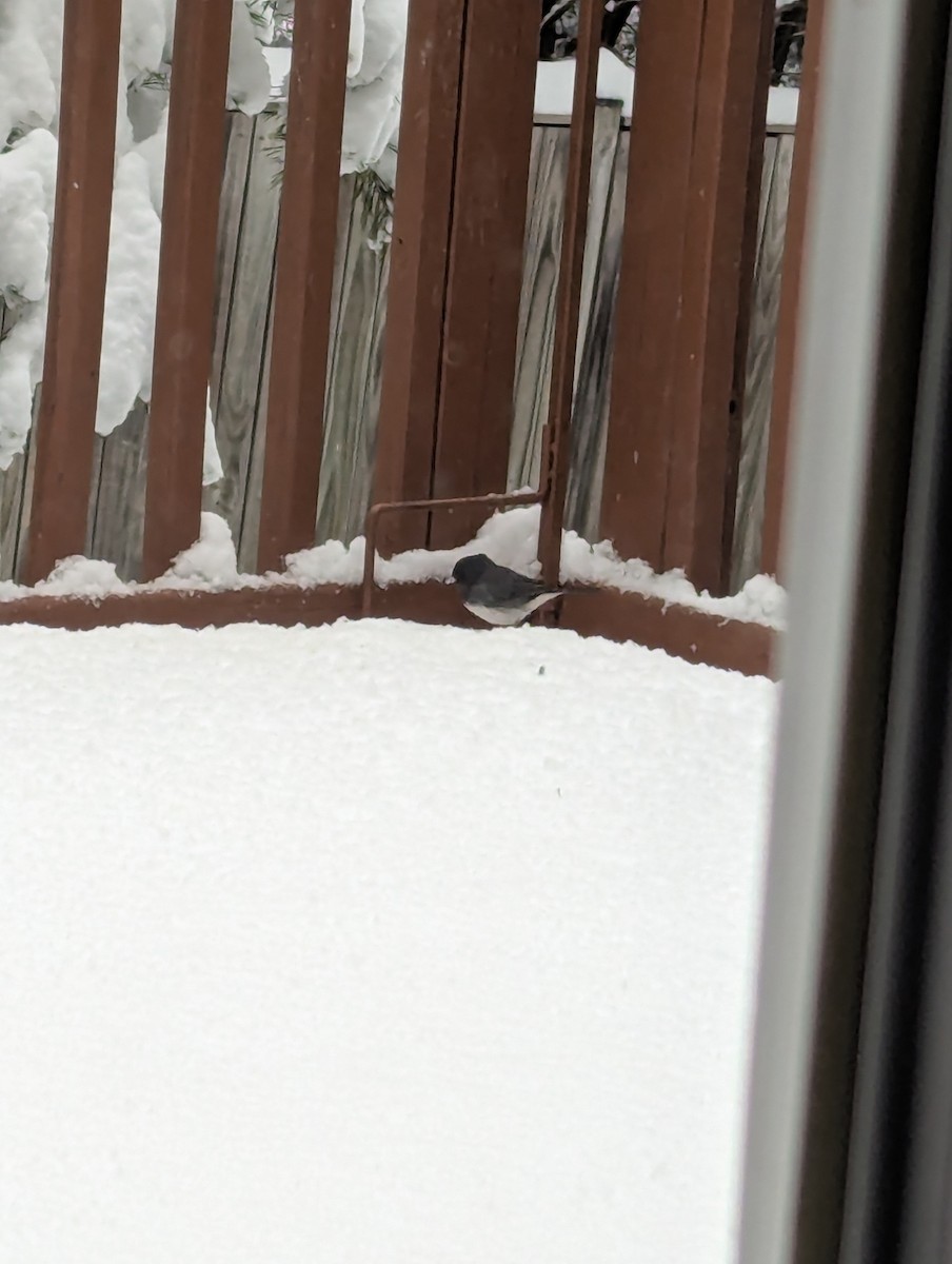 Winterammer - ML630582037