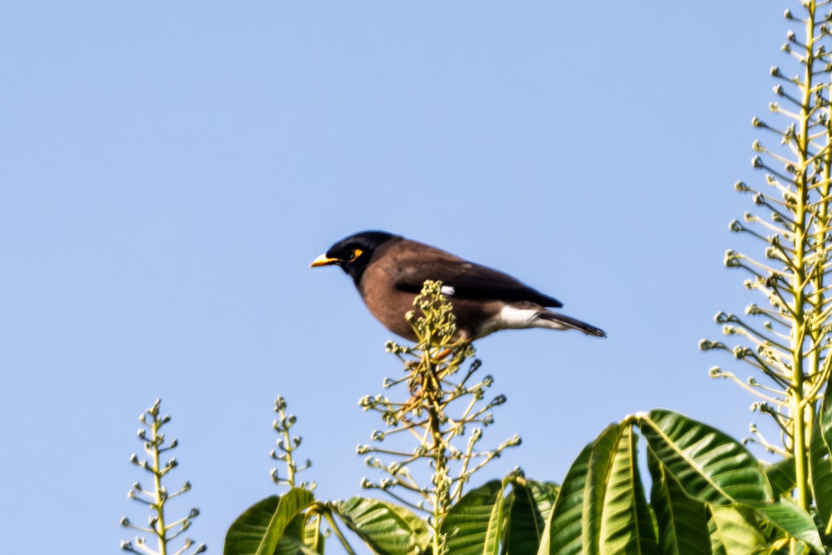 Common Myna - ML630582264