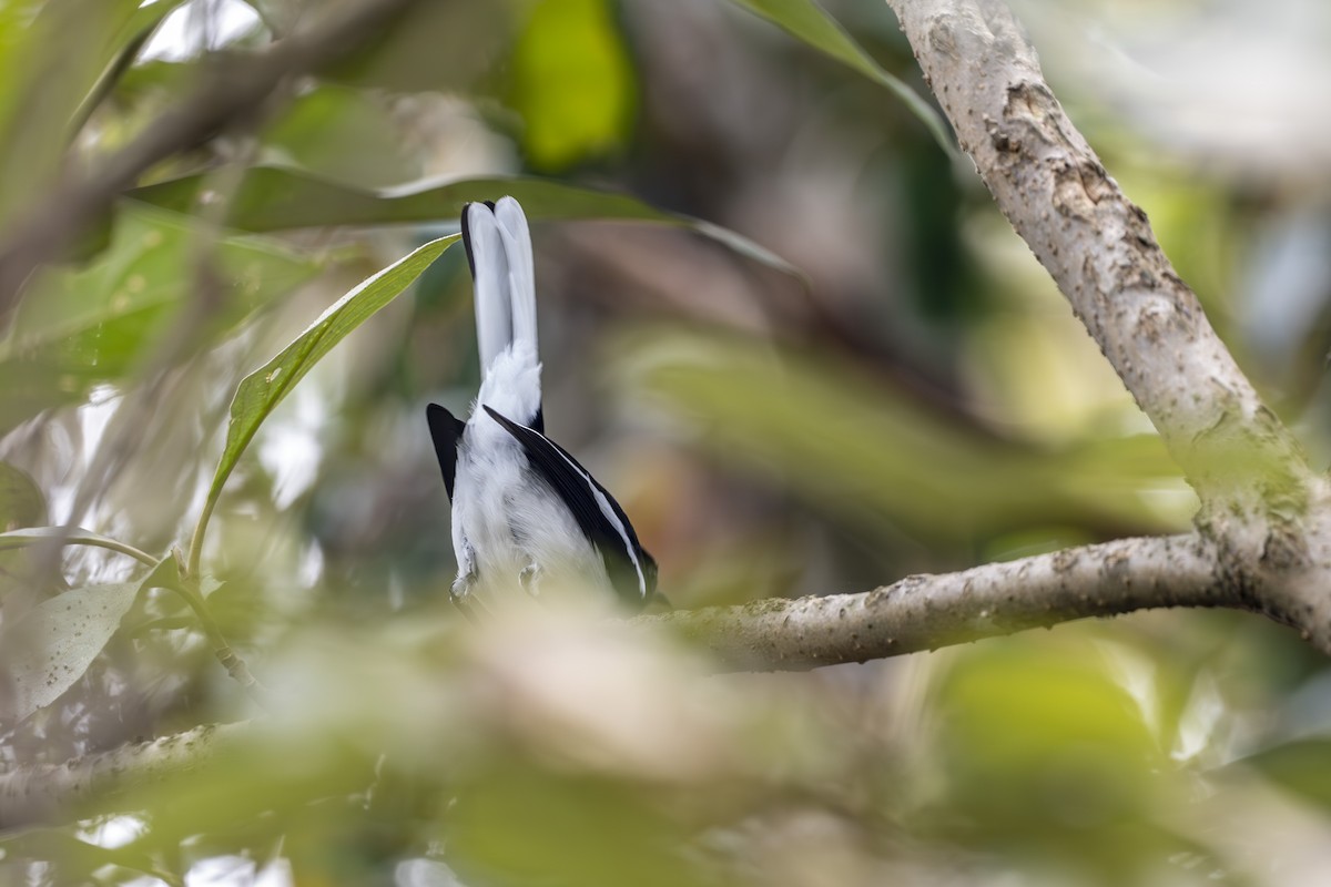 Oriental Magpie-Robin - ML630582306