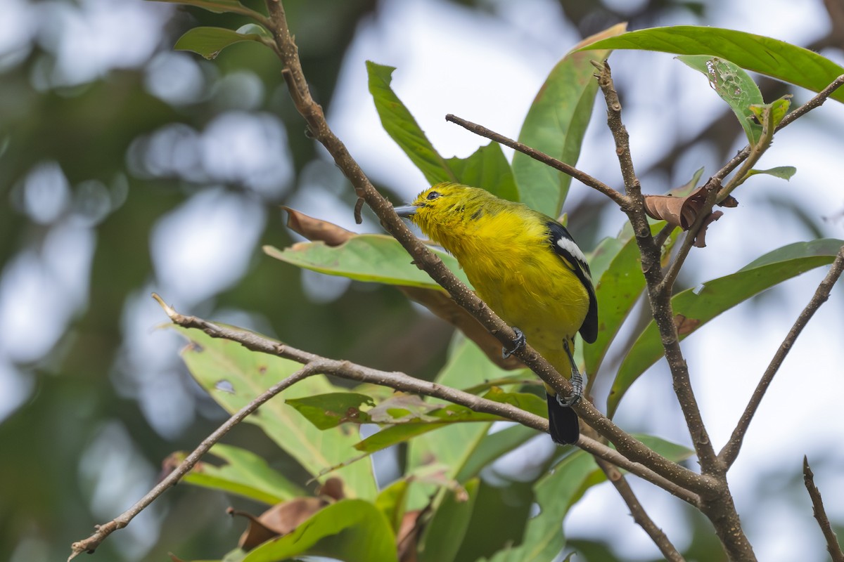 Common Iora - ML630582479