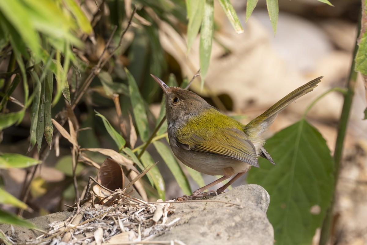 Common Tailorbird - ML630582490