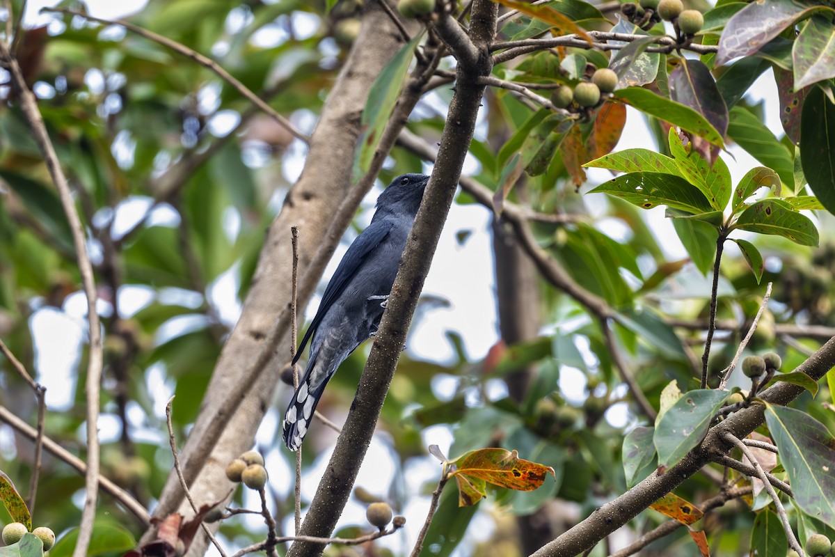 Black-winged Cuckooshrike - ML630582502