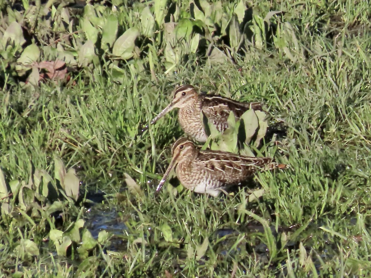 Wilson's Snipe - ML630582541