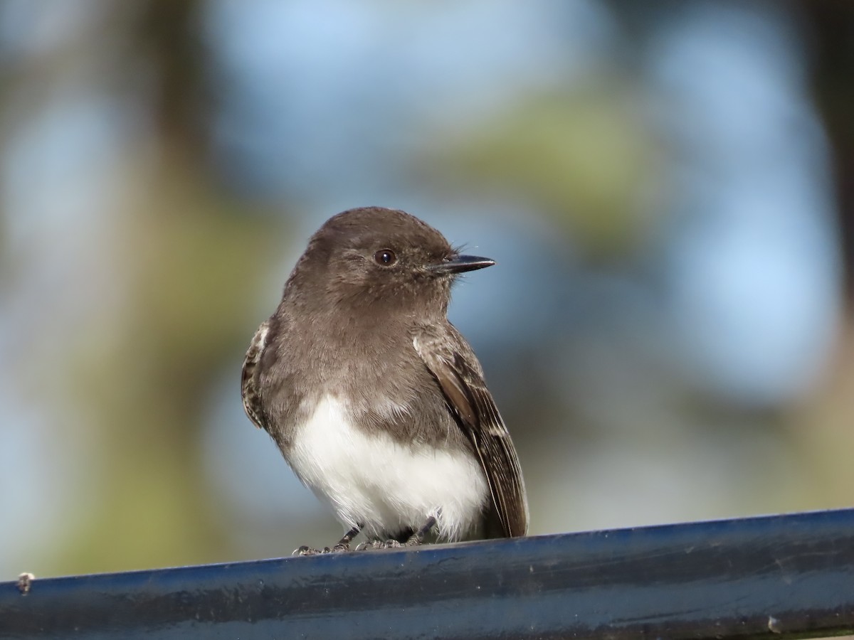 Black Phoebe - ML630582562