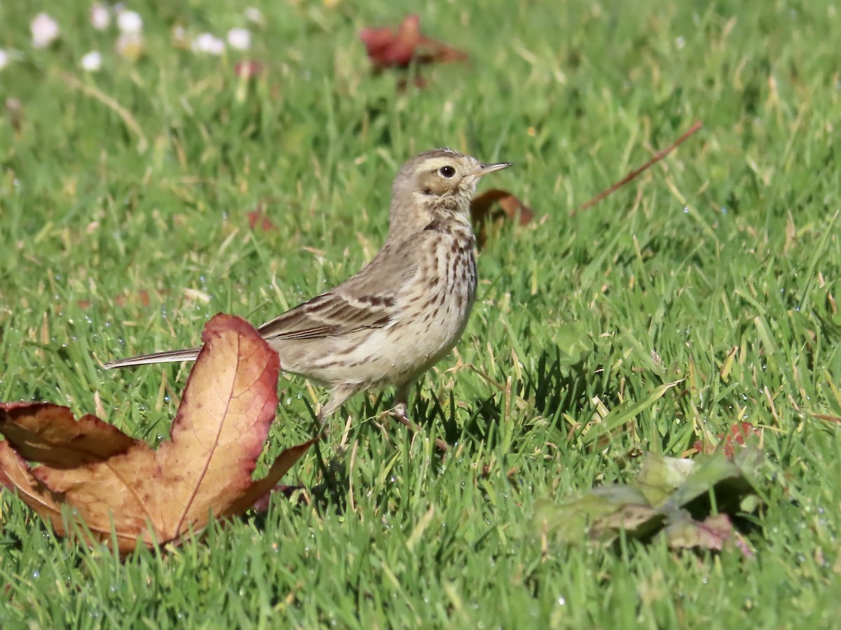 American Pipit - ML630582566
