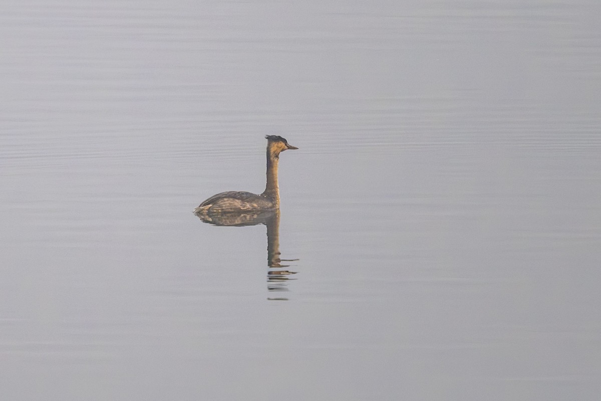 Great Crested Grebe - ML630582661