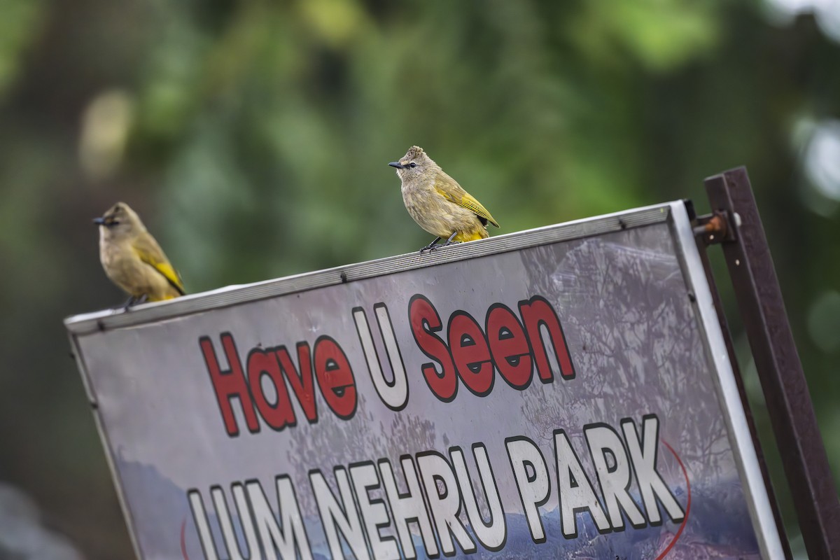 Flavescent Bulbul - ML630582693
