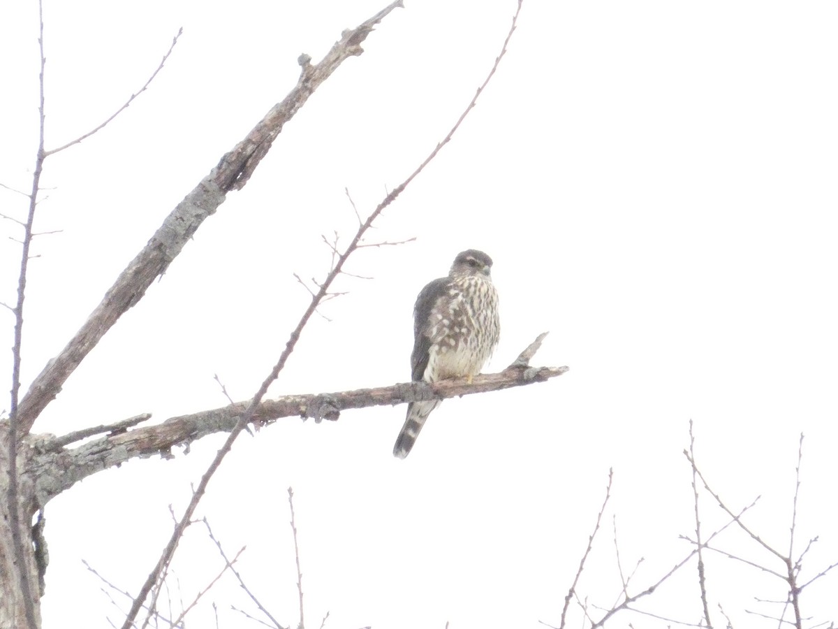 灰背隼(columbarius) - ML630582933