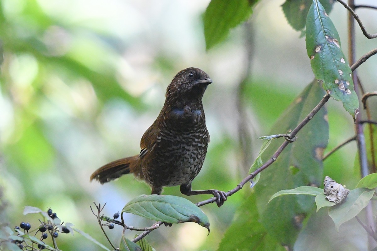 Brown-capped Laughingthrush - ML630582995