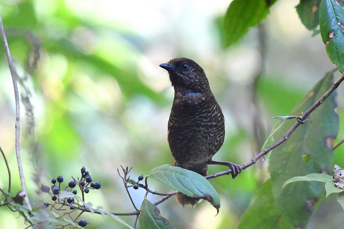 Brown-capped Laughingthrush - ML630582996