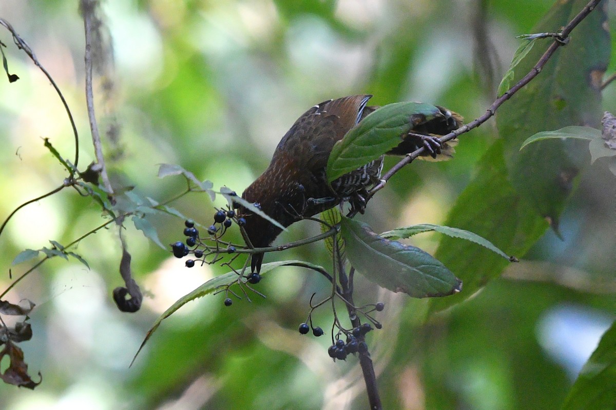Brown-capped Laughingthrush - ML630582997