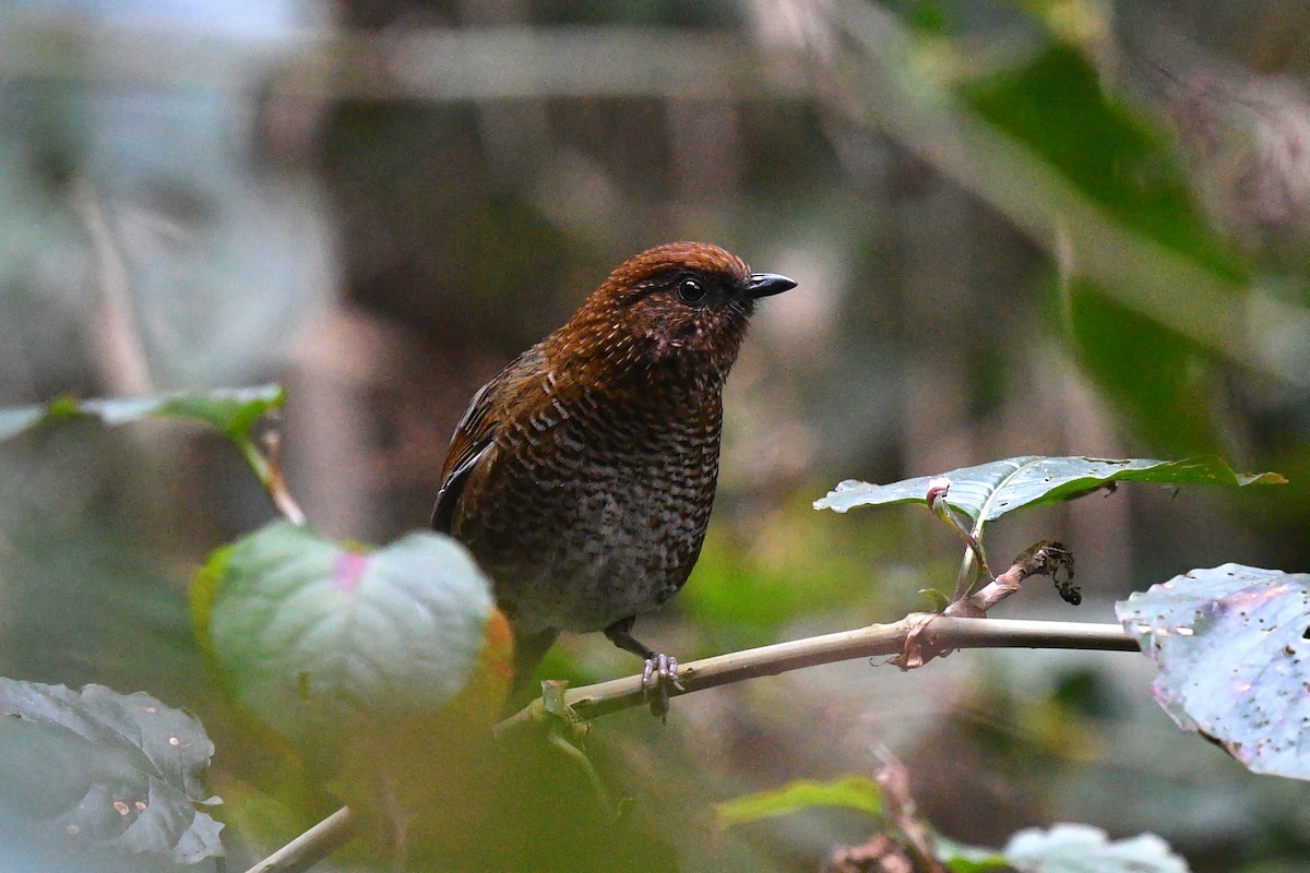 Brown-capped Laughingthrush - ML630582998