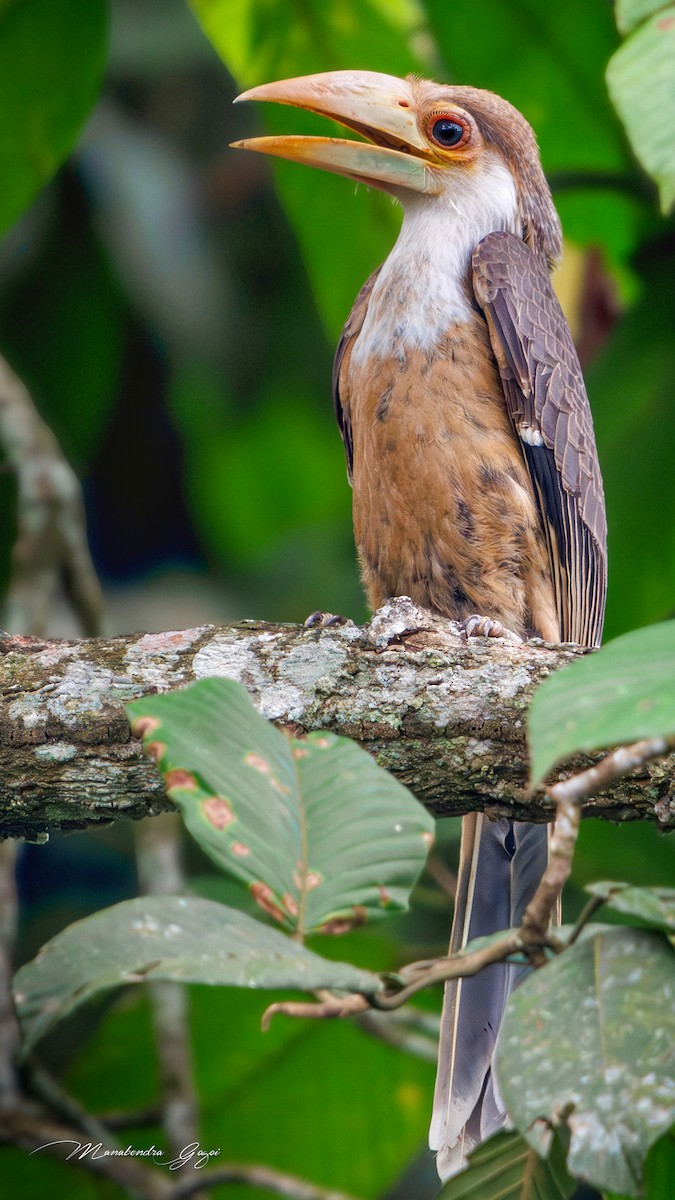 Brown Hornbill - ML630583373