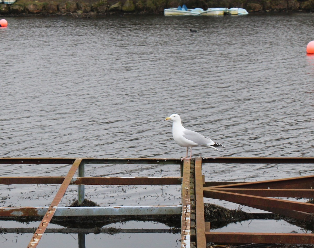 European Herring Gull - ML630583398