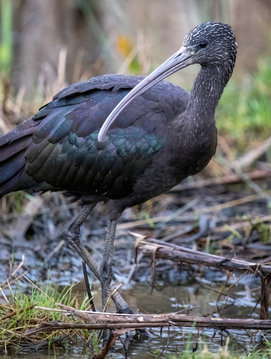Glossy Ibis - ML630583549