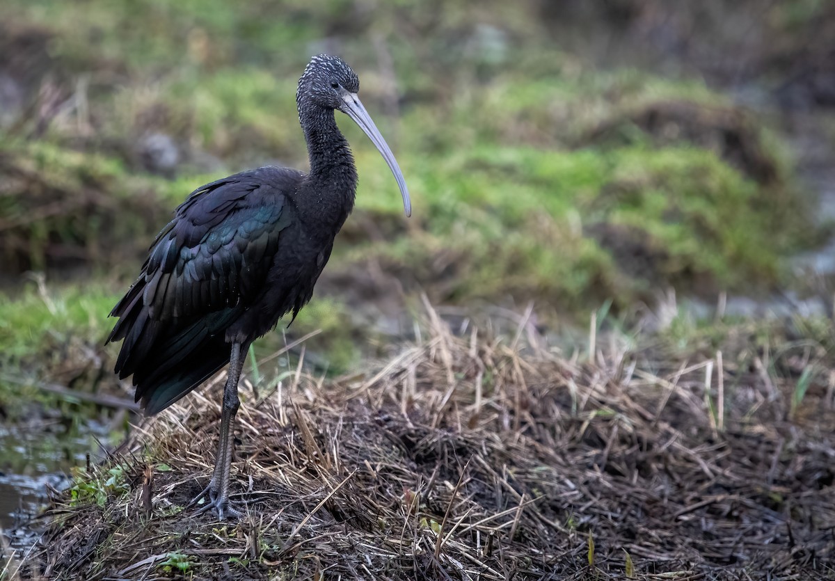 Glossy Ibis - ML630583601