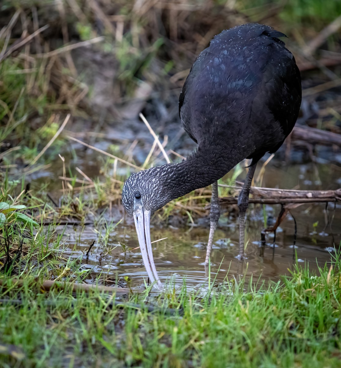 Glossy Ibis - ML630583618