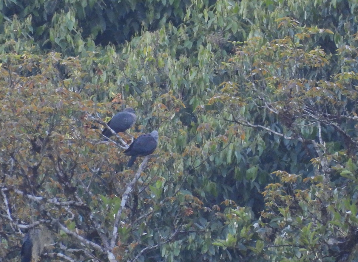 Pigeon de Hodgson - ML630583645