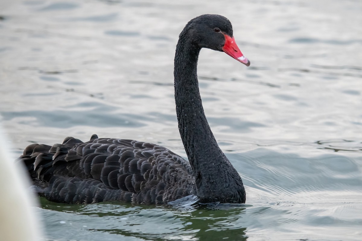 Black Swan - ML630583647
