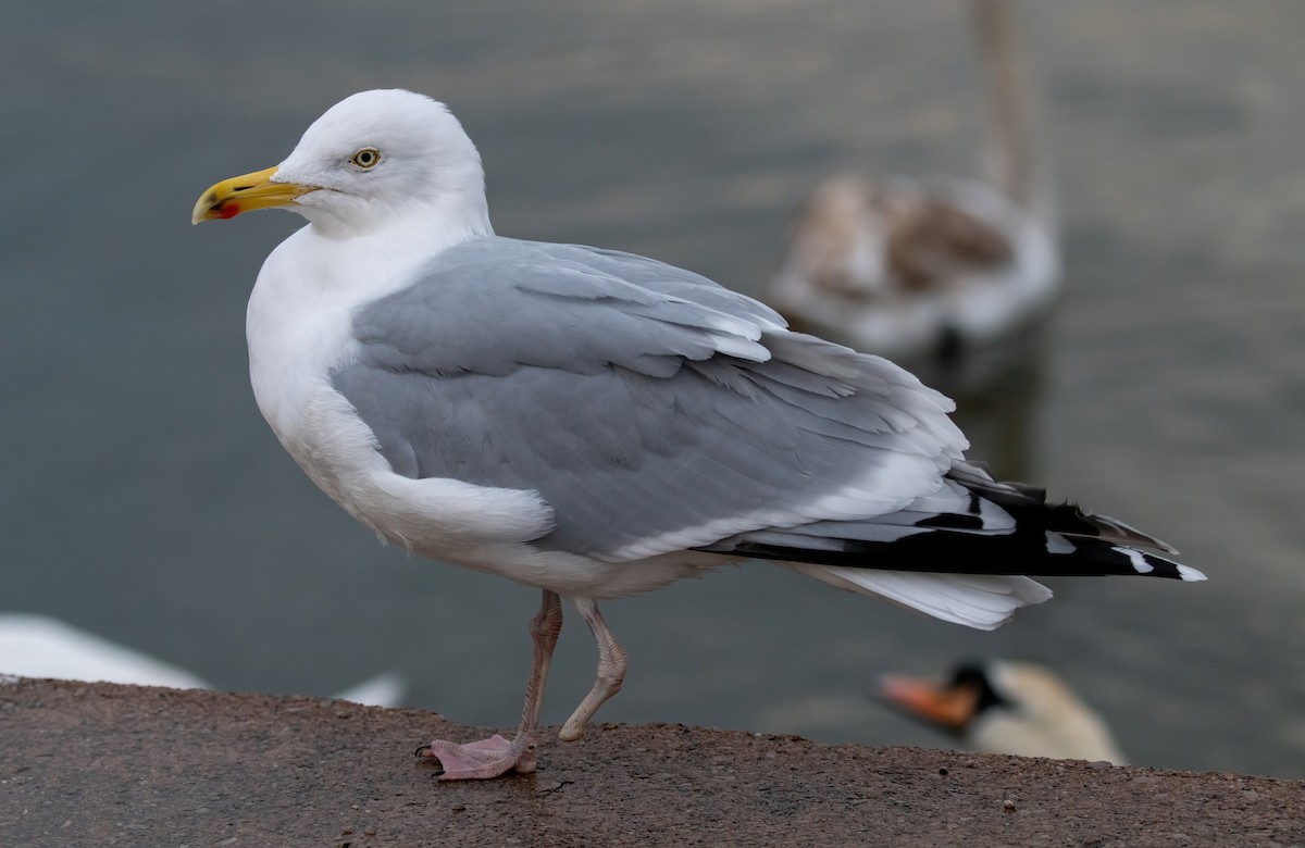 European Herring Gull - ML630583665