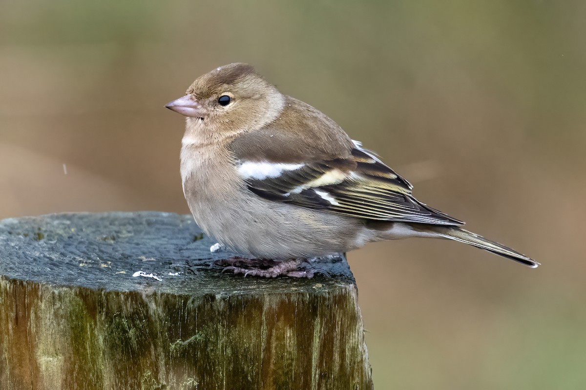 Common Chaffinch - ML630583701