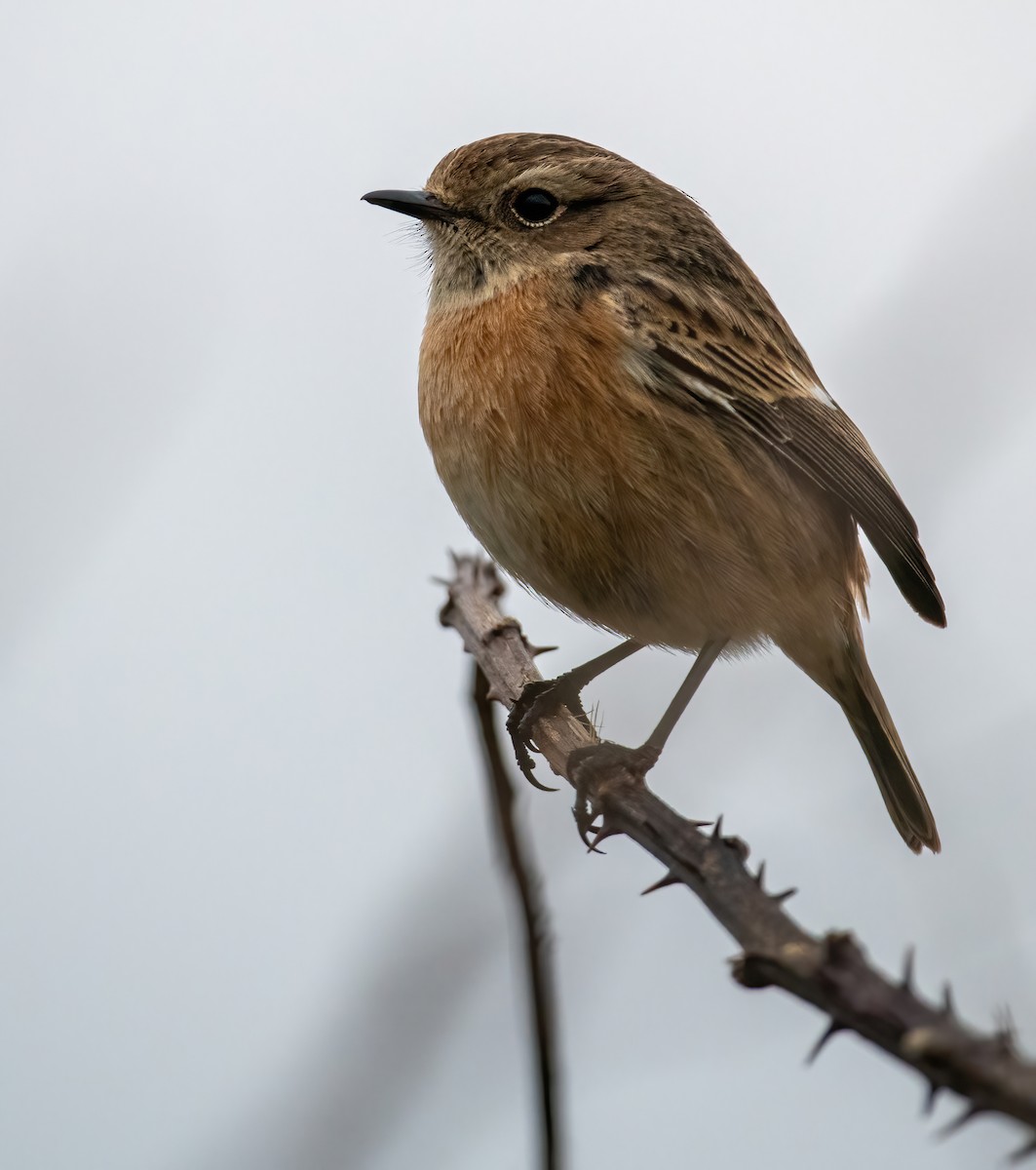 European Stonechat - ML630583730