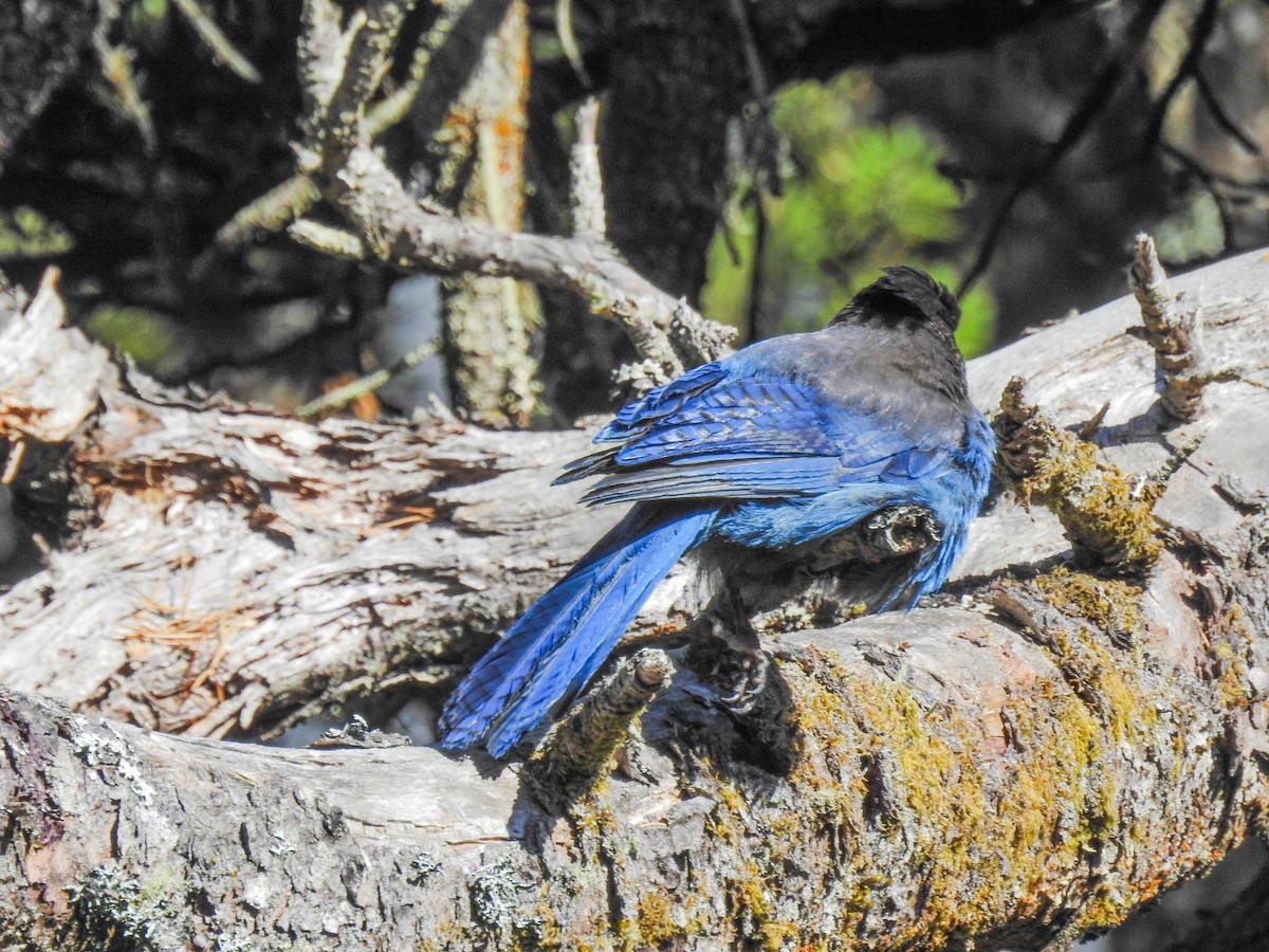 Steller's Jay - ML630584151