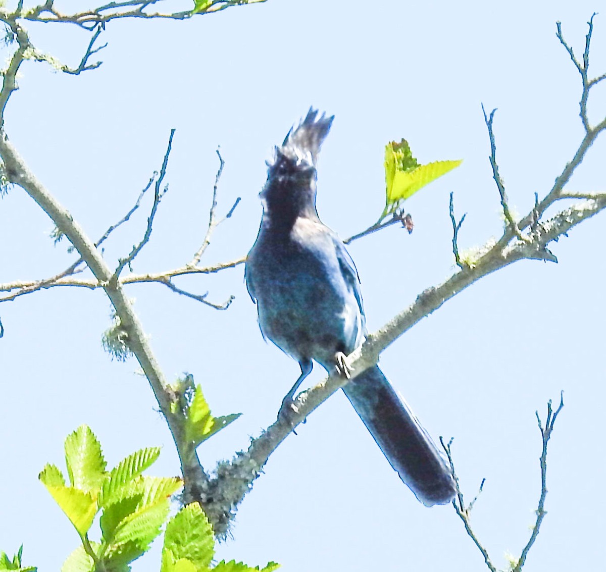 Steller's Jay - ML630584152