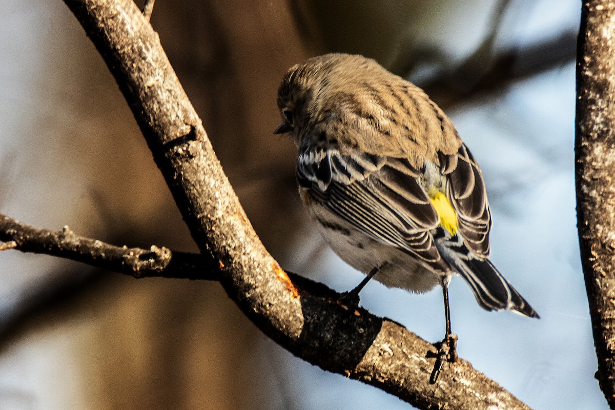 Yellow-rumped Warbler (Myrtle) - ML630584161