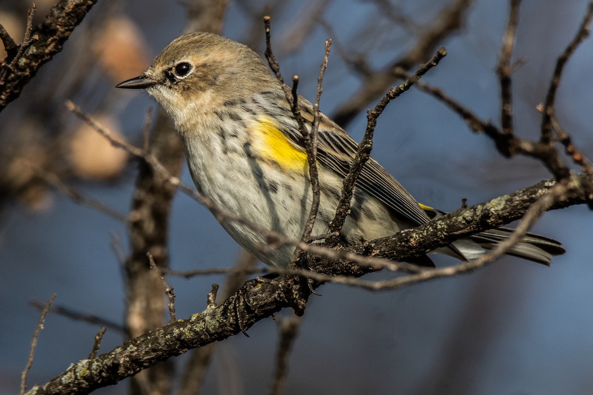 Yellow-rumped Warbler (Myrtle) - ML630584162