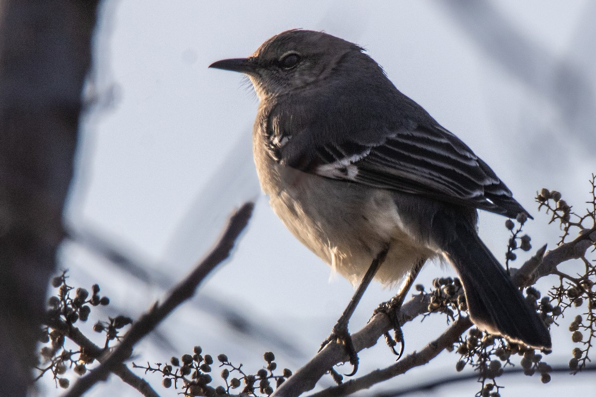 Northern Mockingbird - ML630584208