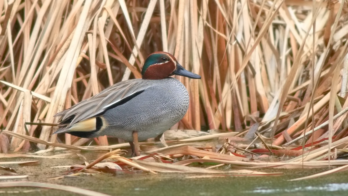Green-winged Teal (Eurasian) - ML630584281