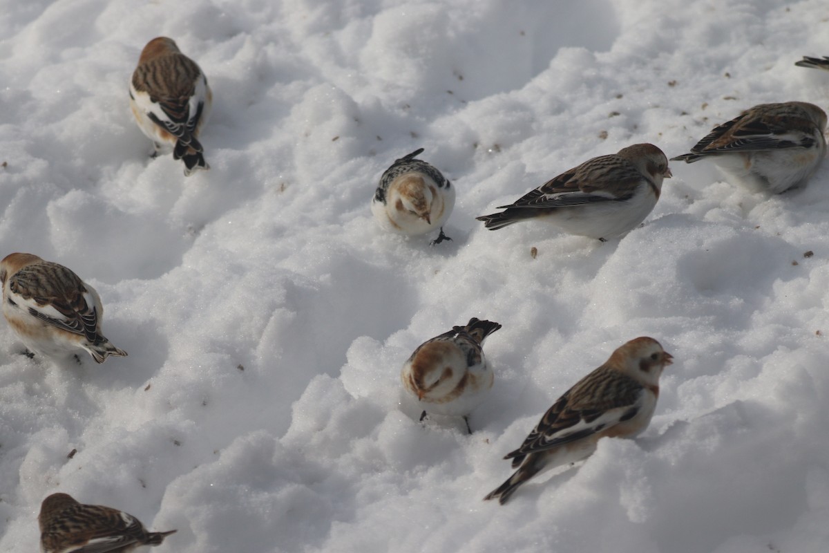 Snow Bunting - ML630584321