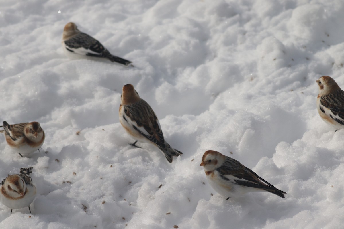 Snow Bunting - ML630584322