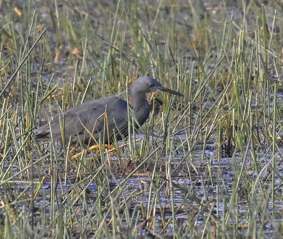 volavka rudohrdlá - ML630584386