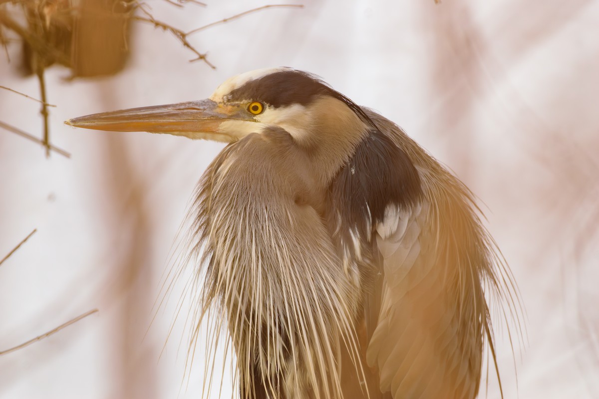Great Blue Heron - ML630584474