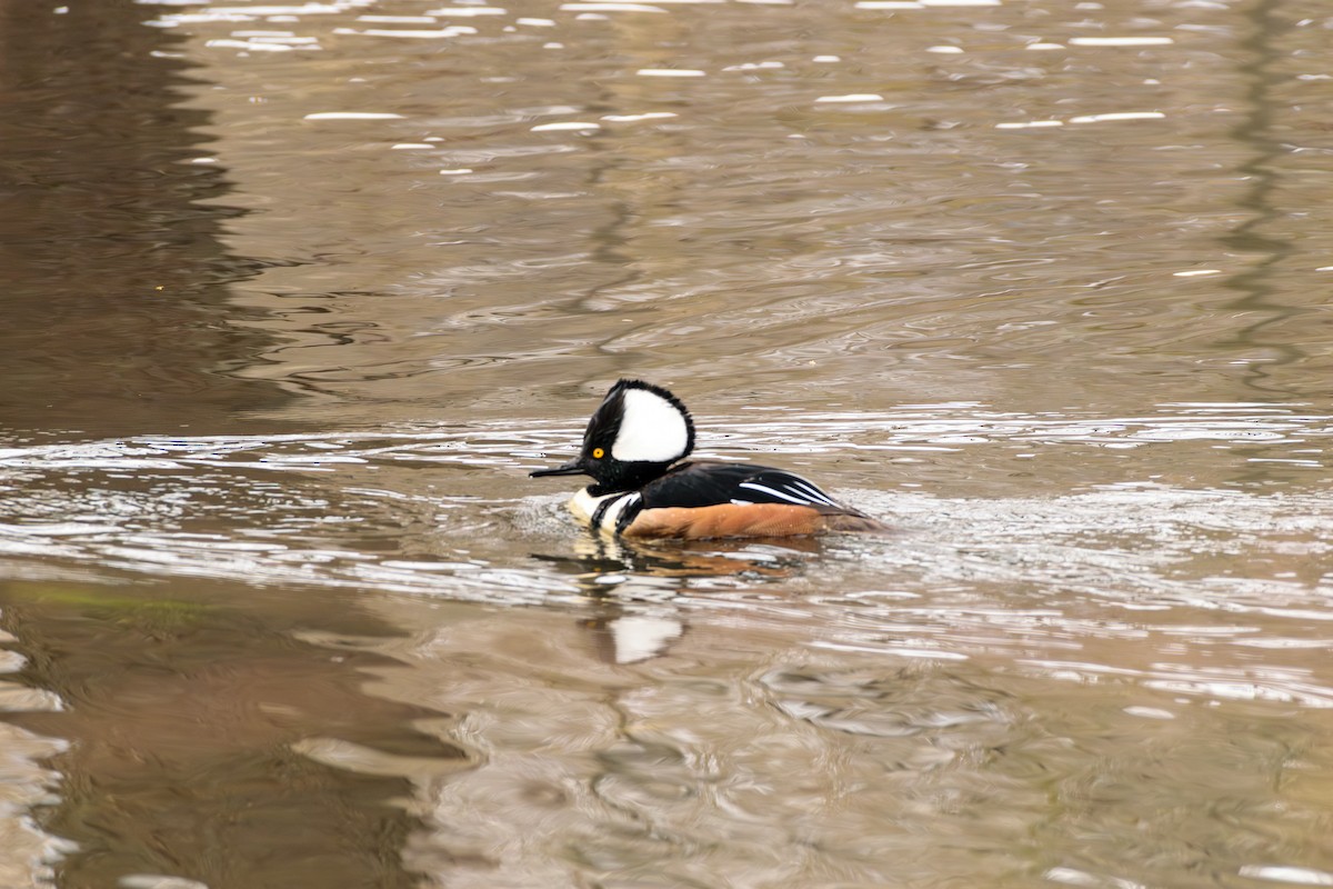 Hooded Merganser - ML630584477
