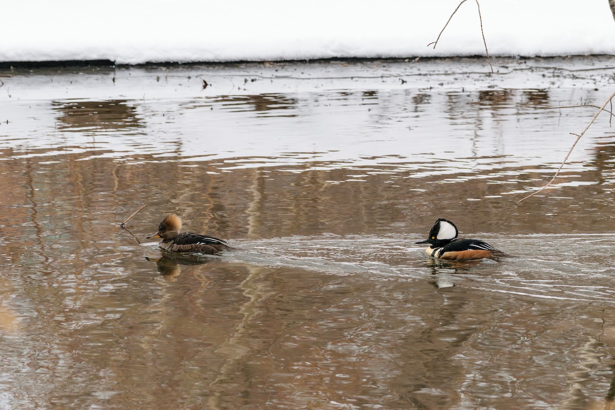 Hooded Merganser - ML630584478
