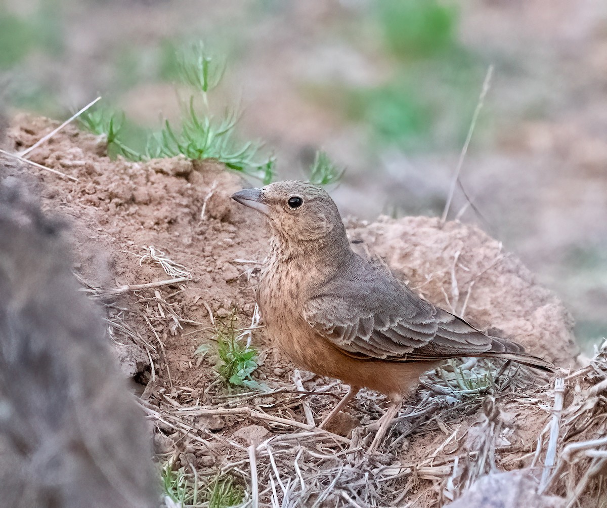 Rufous-tailed Lark - ML630584486