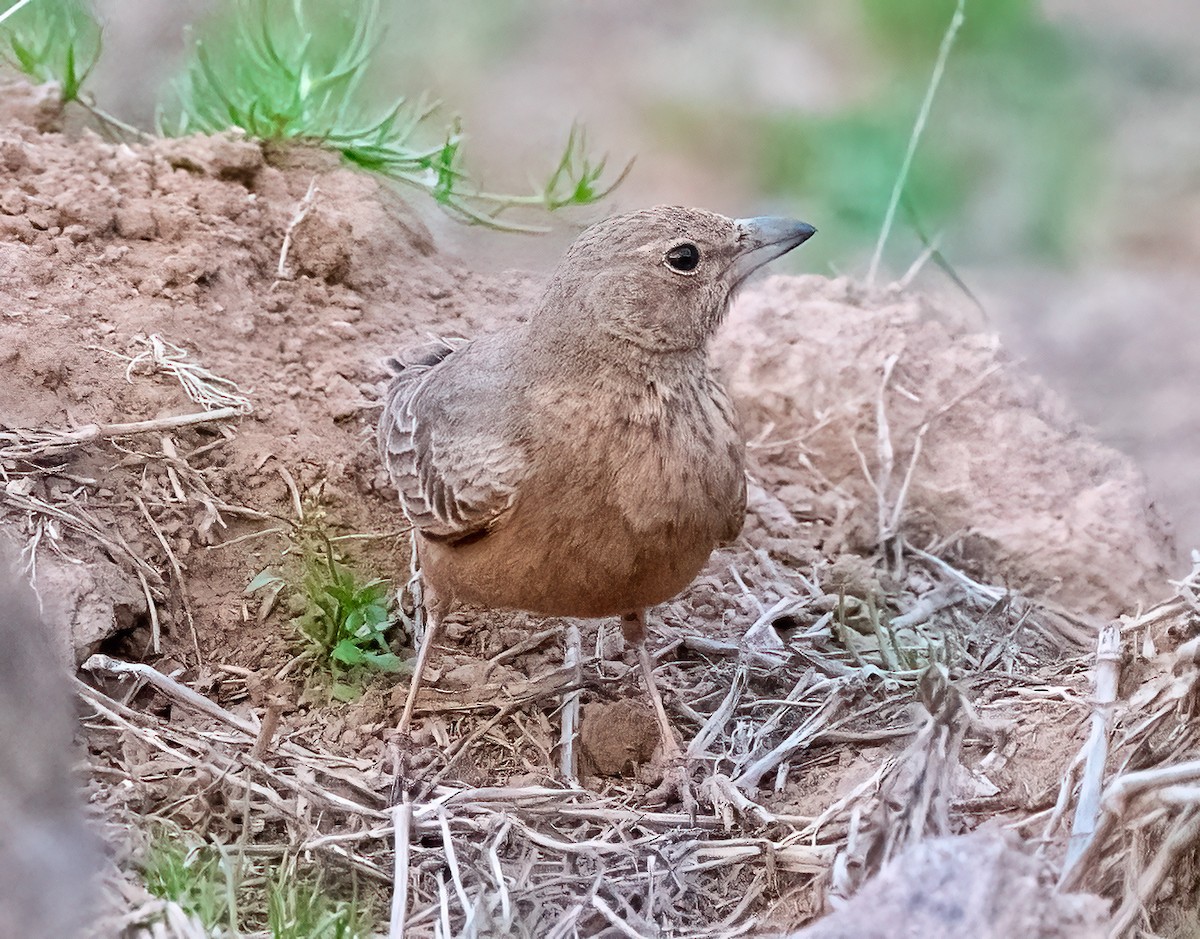 Rufous-tailed Lark - ML630584493
