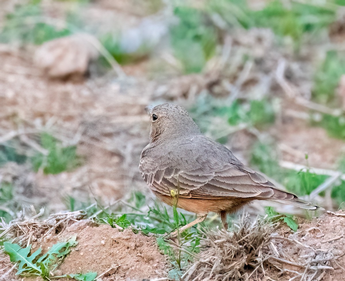 Rufous-tailed Lark - ML630584538